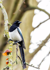 Magpie (Pica pica) - Europe, Asia & parts of North Africa & North America