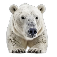 Fototapeta premium Polar bear isolated on chroma white background