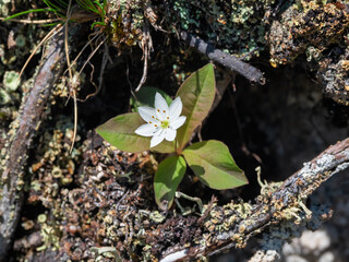 White spring flowers, in the shadow pine forest. Macro photo.