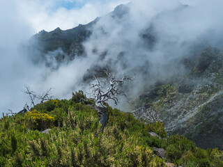 View over green mountains covered with heather, flowers and white dry trees in misty clouds. Hiking trail PR1.2 from Achada do Teixeira to Pico Ruivo, the highest peak in the Madeira, Portugal - 778331483