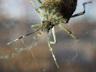 Brown Marmorated Stink Bug Macro