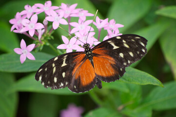 Tiger Longwing Butterfly (Heliconius hecale) on Pink Flowers