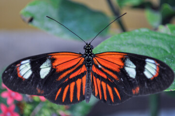 Postman Butterfly (Heliconius Melpomene)