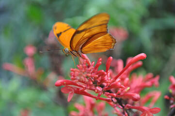 Julia Heliconian Butterfly (Dryas iulia) on a red flower