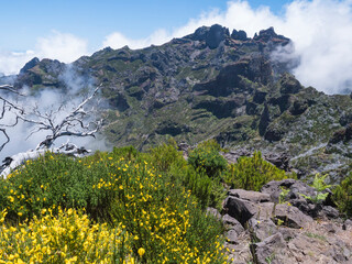 View over spartium yellow flowers, heather and white dry trees on green mountains in misty clouds. Hiking trail PR1.2 from Achada do Teixeira to Pico Ruivo, highest peak in the Madeira, Portugal - 778332008