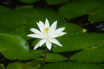 Nymphaea lotus, the white Egyptian lotus, tiger lotus, white lotus or Egyptian white water-lily, is...