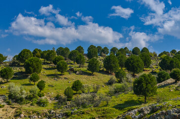 Fototapeta na wymiar scenic view of pine trees on the hills of Ayvalik valley in spring from Kozak road (Akcapinar, Balikesir province, Turkey)