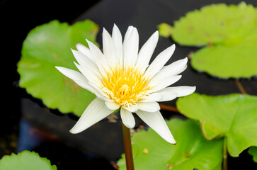 Close up top view of one beautiful white lotus flower in pond. Waterlily flower