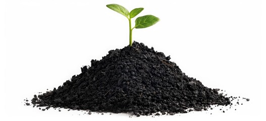 A small green sprout grows from the black soil of an organic farm on a clear white background