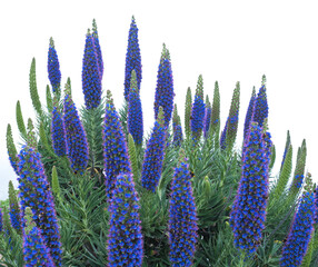 Close up of a Echium candicans, Pride of Madeira, large blue flowers in full bloom - 778333062
