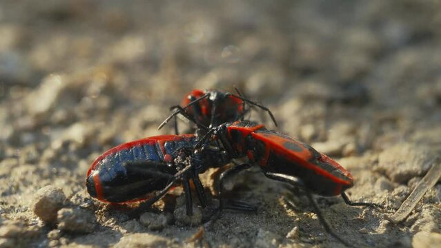 This video captures an inspiring scene of solidarity in the insect world. Two red-and-black firebugs have joined forces to support a third bug that seems to be having difficulty getting moving