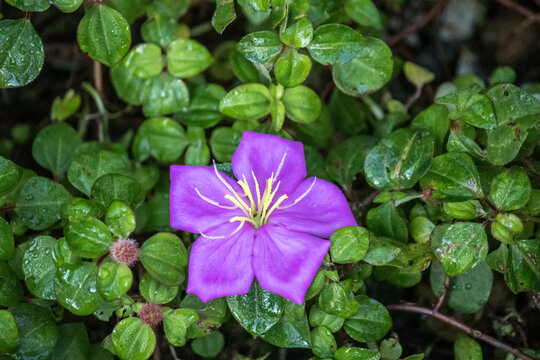 Spanish Shawl's cute purple flower(Osbeckia rotundifolia)