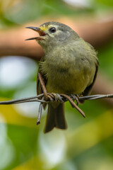 Fototapeta premium The Javan white-eye (Zosterops flavus) is a bird species in the family Zosteropidae that occurs in Java and Borneo