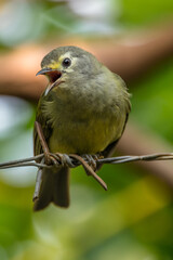 The Javan white-eye (Zosterops flavus) is a bird species in the family Zosteropidae that occurs in Java and Borneo