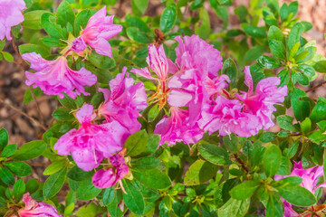 Pink Flowers Growing in Spring, Atlanta Botanical Garden, Atlanta, Georgia