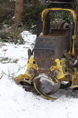 Forest felling, Forest being cut down.