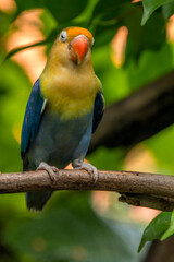 A lovebird (Agapornis) is a type of parrot. There are nine species. They are a social and affectionate small parrot.