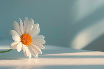 daisy on a white table