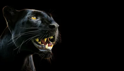 Tuinposter portrait of a black panther smiling showing teeth, photo studio set up with key light, isolated with black background and copy space - generative ai © dynasty