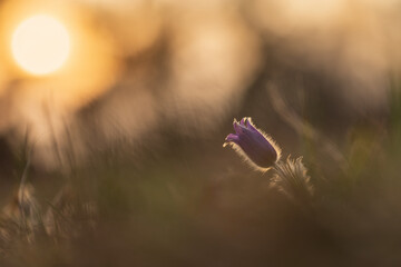 Beautiful purple spring flower in the meadow - Pulsatilla grandis.