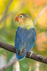 A lovebird (Agapornis) is a type of parrot. There are nine species. They are a social and affectionate small parrot.