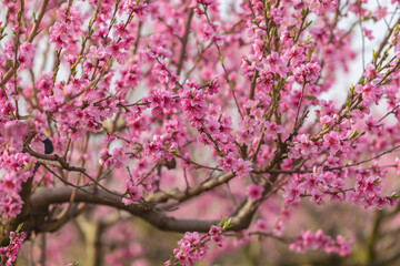 Obraz premium Beautiful peach orchard. There are pink flowers on the trees. There is green grass between the trees. The sky is blue.