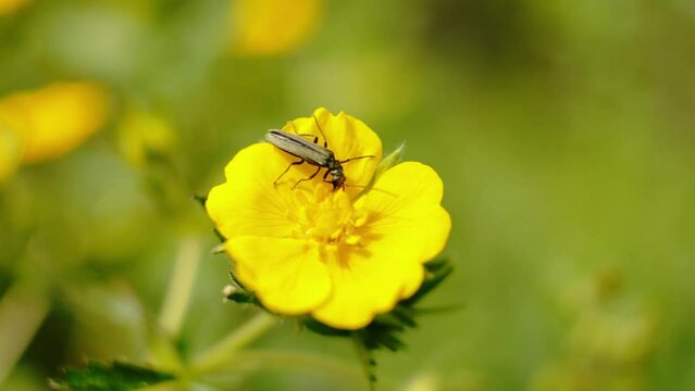 A close-up image capturing a slender insect perched upon the vibrant petals of a yellow flower, set against a soft-focus green background