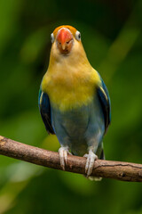 A lovebird (Agapornis) is a type of parrot. There are nine species. They are a social and affectionate small parrot.