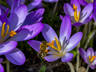 Crocuses blooming in early spring and bees waking up on a warm day collecting "raw materials" for honey production