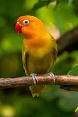 A lovebird (Agapornis) is a type of parrot. There are nine species. They are a social and affectionate small parrot.