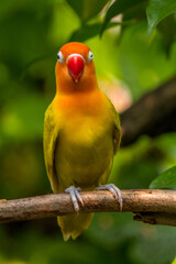 A lovebird (Agapornis) is a type of parrot. There are nine species. They are a social and affectionate small parrot.