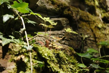 Moos und Farnsprössling im Wald
