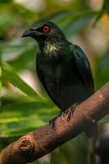 The Asian glossy starling (Aplonis panayensis) is a species of starling in the family Sturnidae. It is found in Bangladesh, Brunei, India, Indonesia