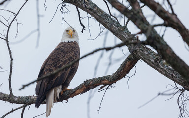 American bald eagle perched in tree