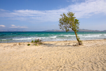 A lonely tree growing on the sandy beach of Marmari on the island of Kos. Greece