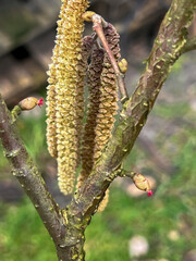a twig of hazel during the flowering period in close-up - 778347245