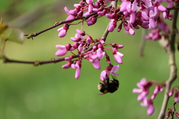 Bumblebee forages on the flowers of a Judea tree in macrophotography