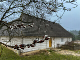 Willow trees breaking in spring in front of an old historic cottage in Rabsztyn, Poland, during rainy weather - 778347461