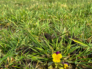 One lonely pansy that sowed itself in a large meadow - 778347811