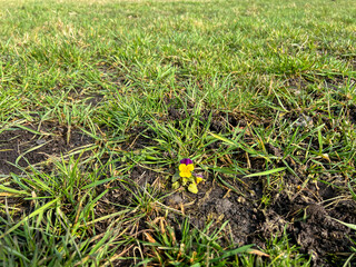 One lonely pansy that sowed itself in a large meadow - 778347831