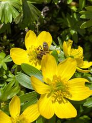 Eranthis cilicica  as one of the earliest flowers to bloom in spring and spring bees - 778348018