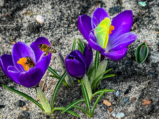 Crocuses blooming in early spring and bees waking up on a warm day collecting 