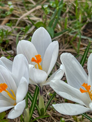 White crocuses blooming in a meadow near the forest in early spring. In close-up - 778350401
