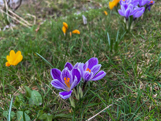 Purple and yellow crocuses blooming in a meadow near the forest in early spring. - 778350446
