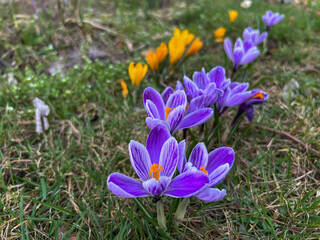 Purple and yellow crocuses blooming in a meadow near the forest in early spring. - 778350447