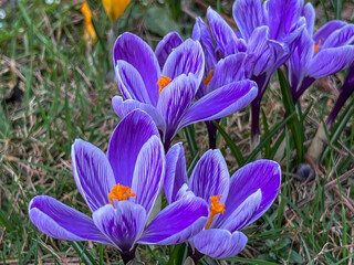 Purple crocuses blooming in a meadow near the forest in early spring - 778350455