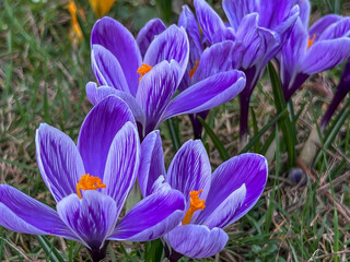 Purple crocuses blooming in a meadow near the forest in early spring - 778350463