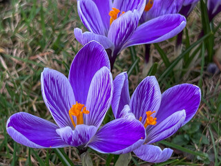 Purple crocuses blooming in a meadow near the forest in early spring
