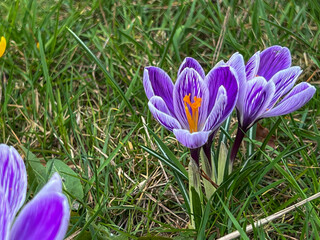 Purple crocuses blooming in a meadow near the forest in early spring - 778350484