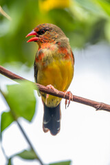 The red avadavat, red munia or strawberry finch, is a sparrow-sized bird of the family Estrildidae. It is found in the open fields and grasslands of tropical Asia and is popular as a cage bird